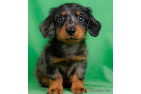 成約済の東京都のミニチュアダックスフンド(ロングヘアード)-227653の5枚目